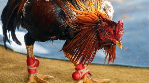 sw418 cockfight|A Cockfight Gone Wrong .
